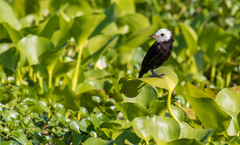 Arundinicola leucocephala