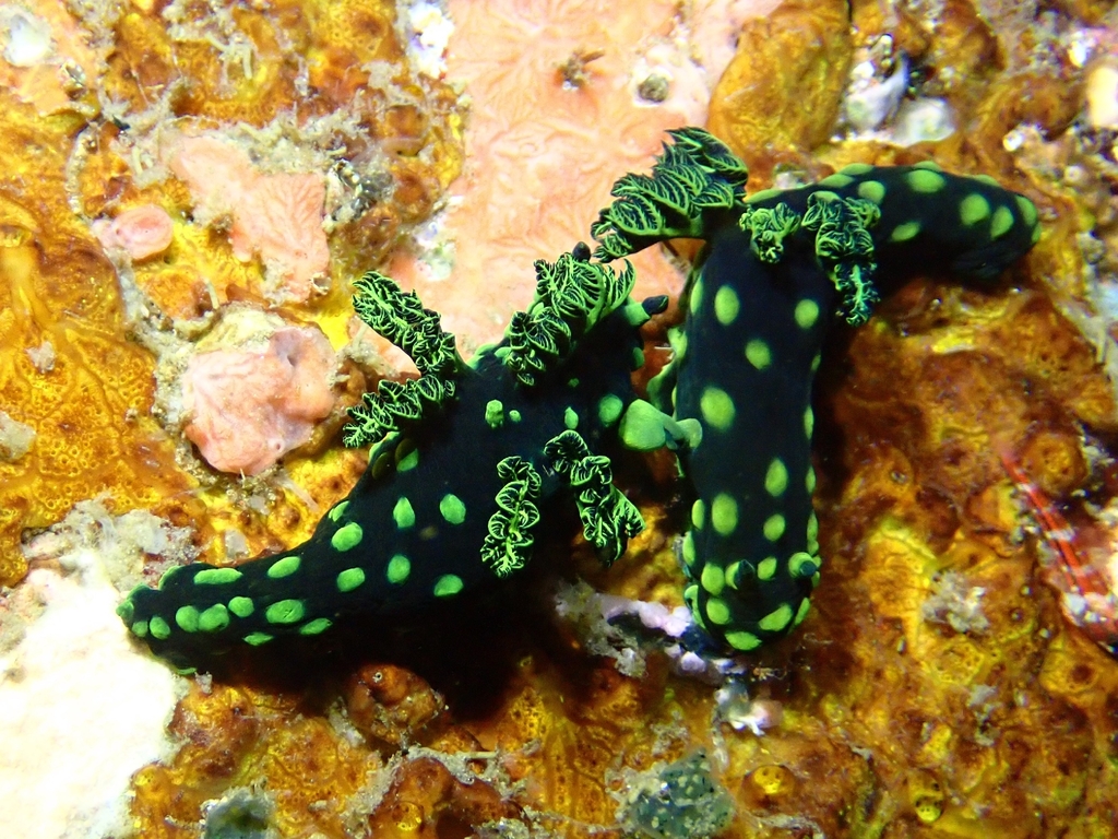Crested Nembrotha