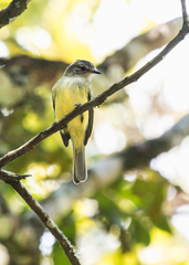 Myiopagis gaimardii macilvainii
