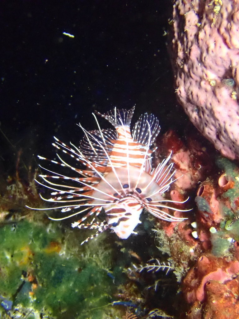 broadbarred firefish
