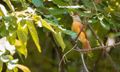 Thamnophilus doliatus albicans