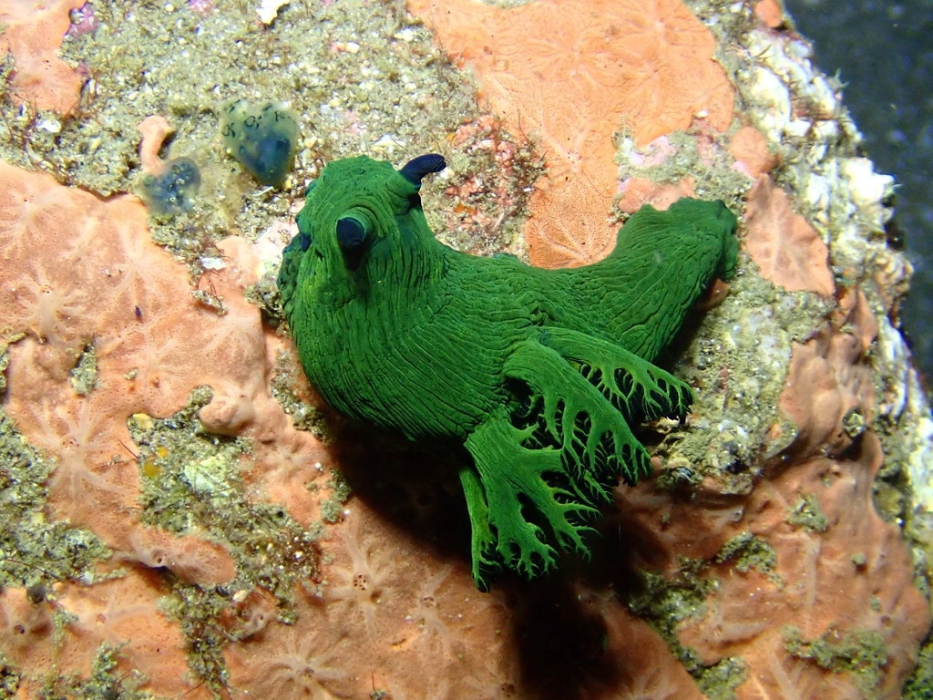 Shadowy Wrinkle Dorid