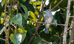 Thamnophilus doliatus albicans