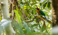 Baryphthengus martii semirufus