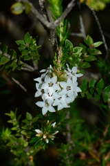 Epacris paludosa