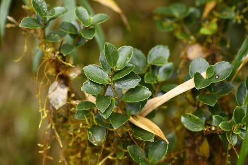 Symplocos nokoensis (Symplocos nokoensis)