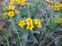 Lithospermum californicum