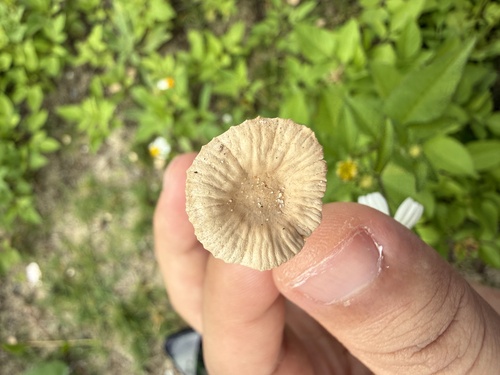 Marasmius albogriseus