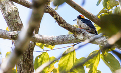 Melanerpes pulcher