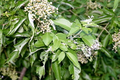 Vitex trifolia