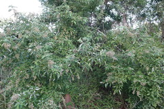 Vitex trifolia
