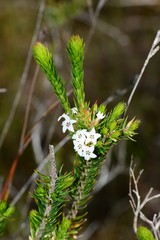 Epacris paludosa