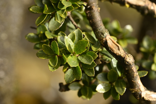 Symplocos nokoensis (Symplocos nokoensis)
