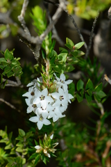 Epacris paludosa