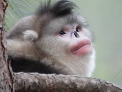 Black Snub-nosed Monkey