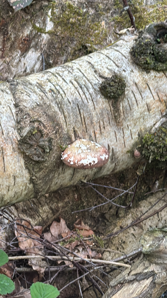 Fomitopsis betulina · April 2026 · photo: © ericd02 (iNaturalist, cc0)