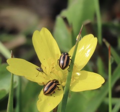 Paranaemia vittigera