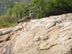 Esacus recurvirostris