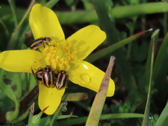 Paranaemia vittigera