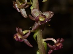 Crepidium marsupichilum