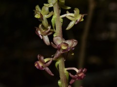 Crepidium marsupichilum