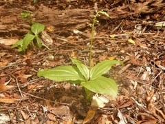 Crepidium marsupichilum