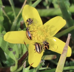 Paranaemia vittigera