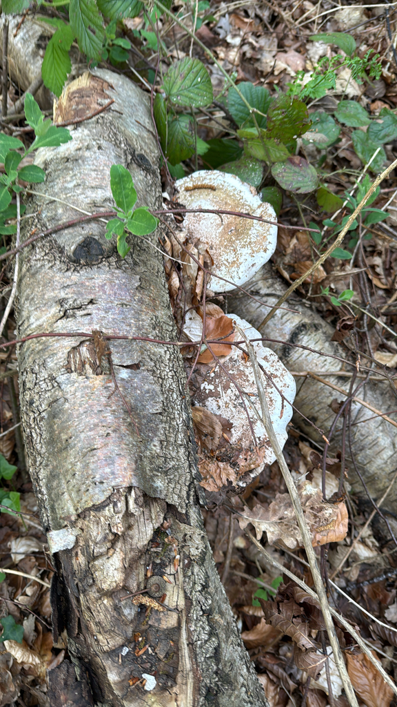 Fomitopsis betulina · April 2026 · photo: © ericd02 (iNaturalist, cc0)