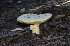 Amanita ochrophylla