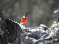 Epthianura tricolor