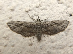 Eupithecia longidens