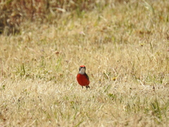 Epthianura tricolor