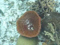 Cribrochalina vasculum