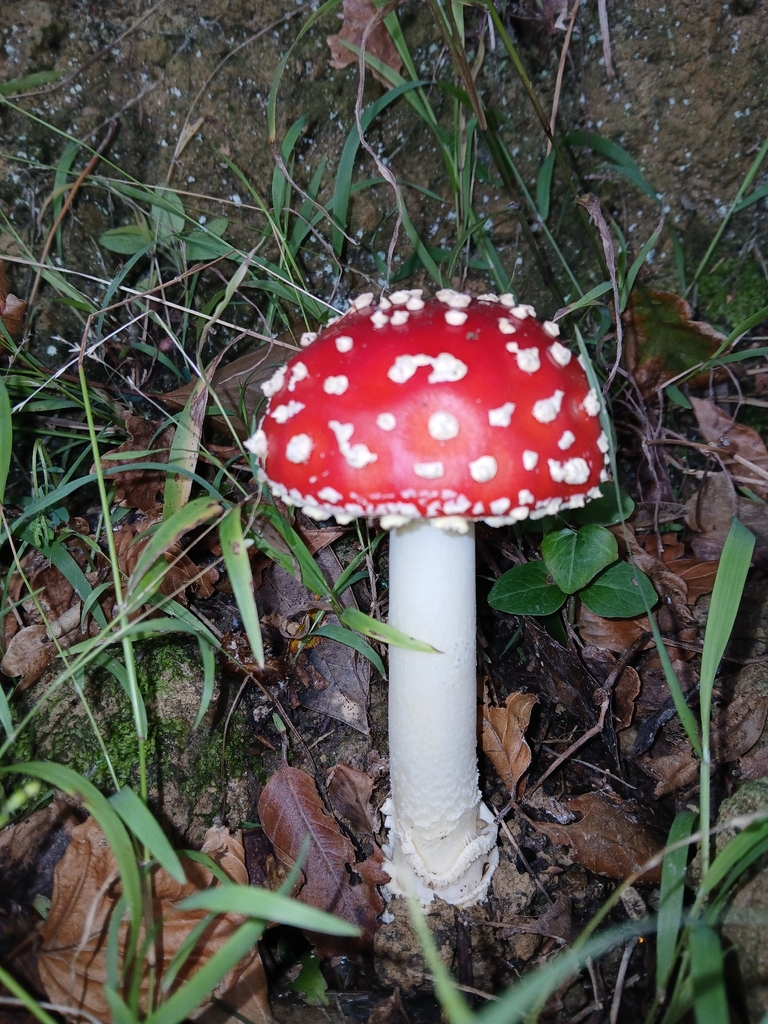 Amanita muscaria · April 2026 · photo: © naturewatchwidow (iNaturalist, cc-by)