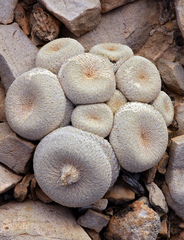Epithelantha bokei