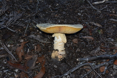 Amanita ochrophylla