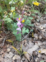 (c) yelena_antipova, some rights reserved (CC BY) Orchis anatolica, photograph (c) yelena_antipova, some rights reserved (CC BY)