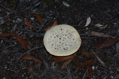 Amanita ochrophylla