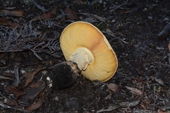 Amanita ochrophylla