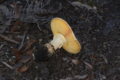 Amanita ochrophylla