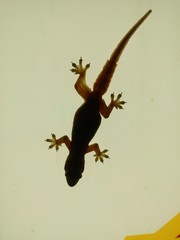 Hemidactylus platyurus