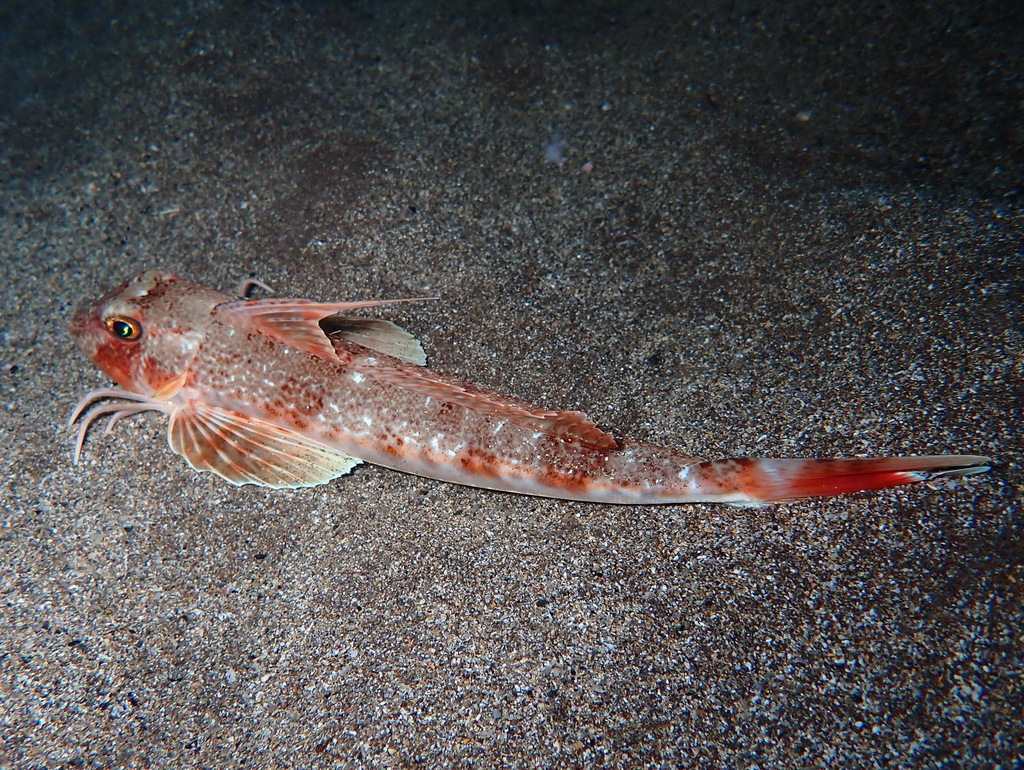 Longfin gurnard (Chelidonichthys obscurus) — Triglidae