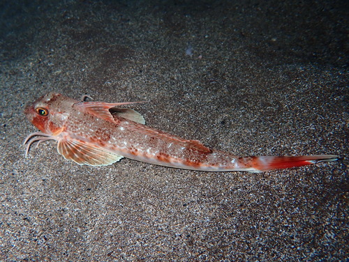 Longfin gurnard (Chelidonichthys obscurus) — Triglidae