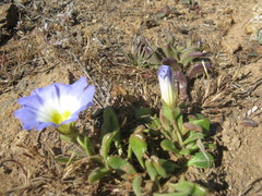 Nolana paradoxa