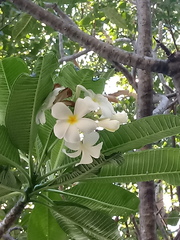 Plumeria