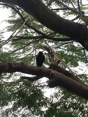 Corvus macrorhynchos