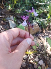 (c) yelena_antipova, some rights reserved (CC BY) Orchis anatolica, photograph (c) yelena_antipova, some rights reserved (CC BY)