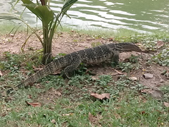 Varanus salvator macromaculatus