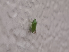 Xerophloea viridis
