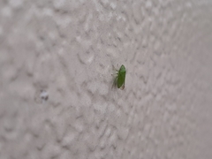 Xerophloea viridis